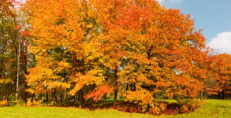 A forest of Northern Red Oaks.