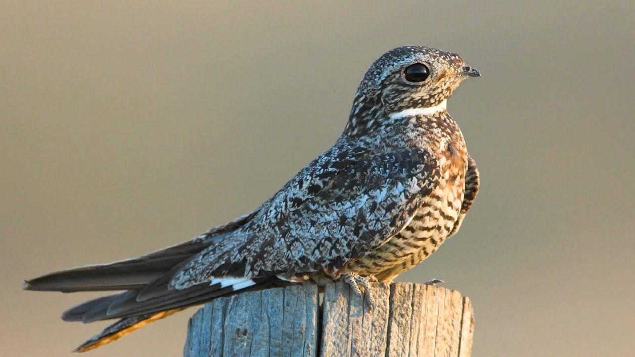 Nighthawk Bird Logo - Voices: Common Nighthawk - YouTube