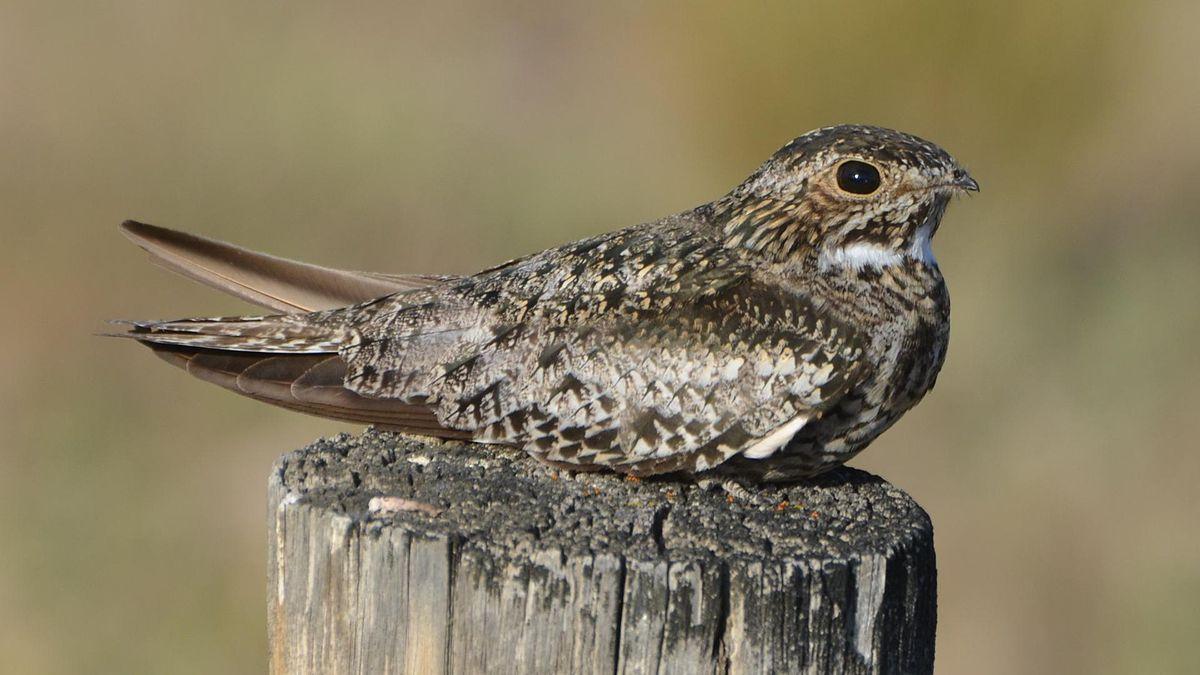 Nighthawk Bird Logo - Common nighthawk