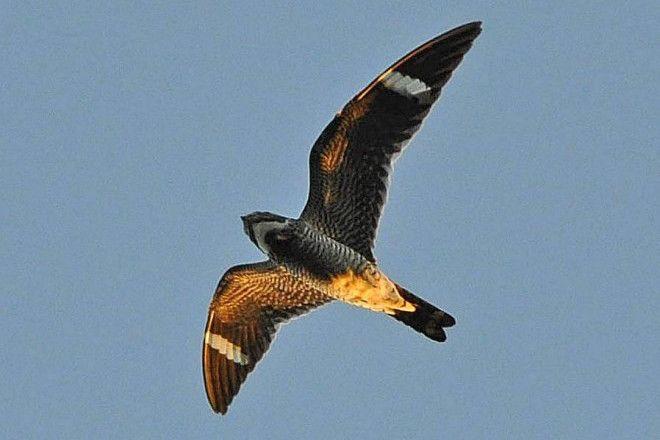 Nighthawk Bird Logo - Species profile: The Uncommon Common Nighthawk - BirdWatching