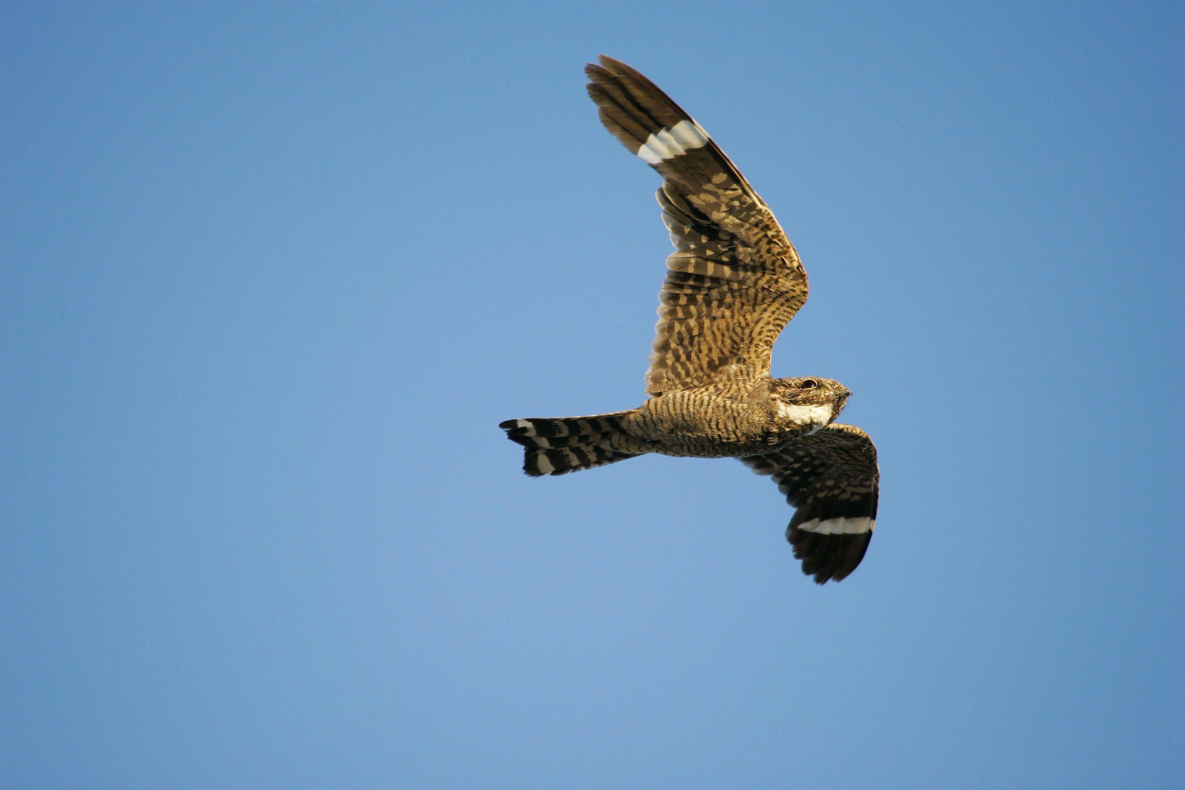 Nighthawk Bird Logo - Lesser Nighthawk | Audubon Field Guide