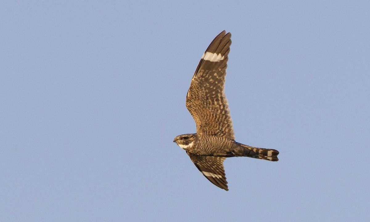 Nighthawk Bird Logo - Lesser Nighthawk - Introduction | Neotropical Birds Online