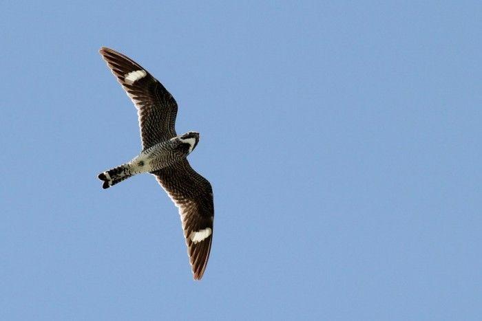 Nighthawk Bird Logo - Decline of the Bullbat, ABA Bird of the Year - Pennsylvania eBird