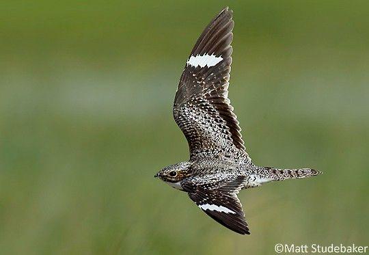 Nighthawk Bird Logo - Common Nighthawk - Introduction | Birds of North America Online