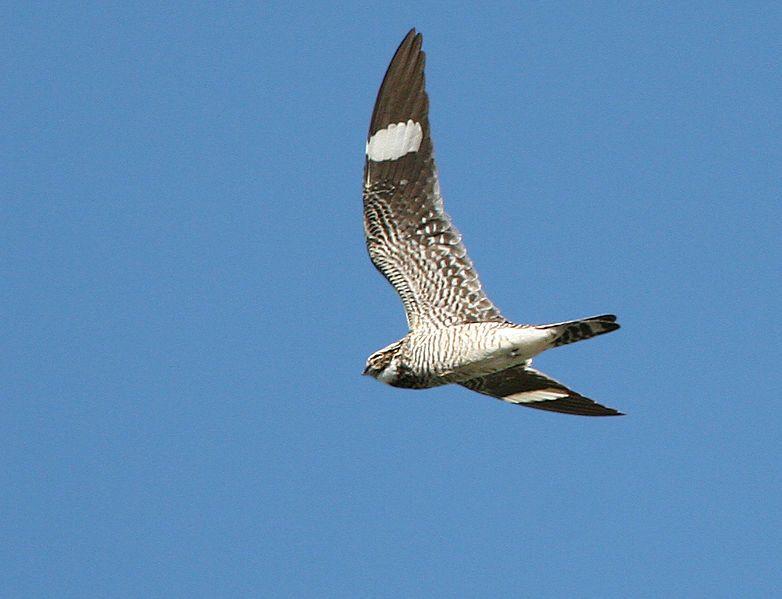 Nighthawk Bird Logo - Species Survey Strategy - Common Nighthawk - Wisconsin Breeding Bird ...