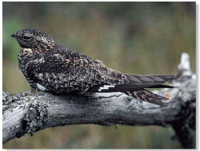 Nighthawk Bird Logo - Common Nighthawk (Birds)