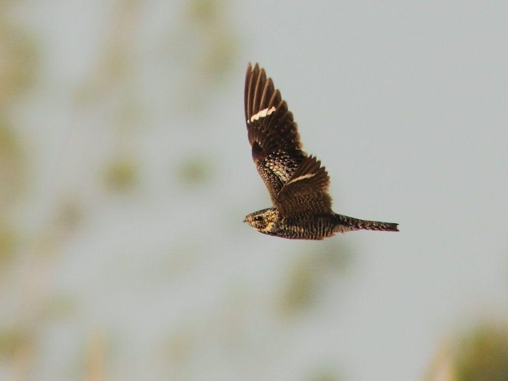 Nighthawk Bird Logo - Common Nighthawk — Madison Audubon