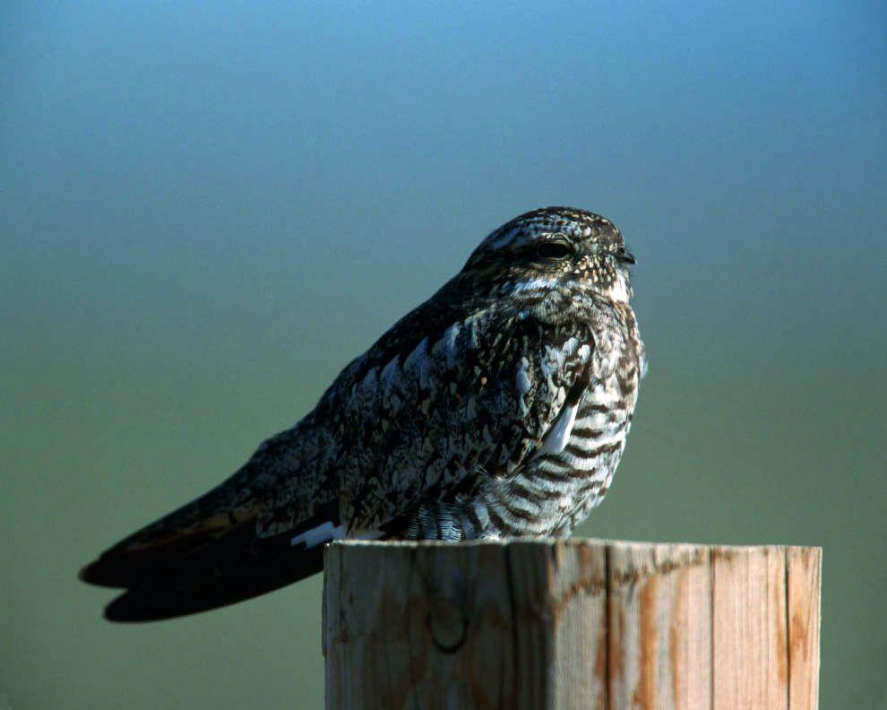 Nighthawk Bird Logo - Common Nighthawk - Chordeiles minor - NatureWorks