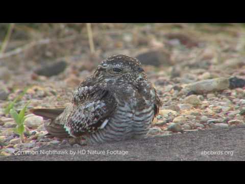 Nighthawk Bird Logo - Common Nighthawk | American Bird Conservancy