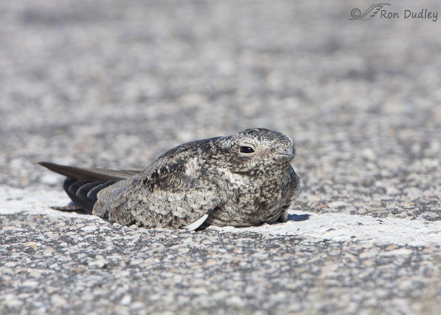 Nighthawk Bird Logo - A Strange Common Nighthawk Behavior « Feathered Photography