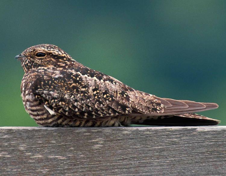 Nighthawk Bird Logo - Common Nighthawk | MDC Discover Nature