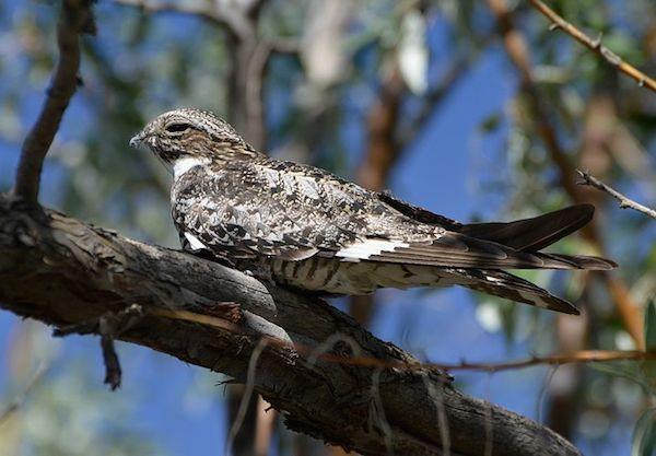 Nighthawk Bird Logo - Common Nighthawk » Bird Watcher's Digest