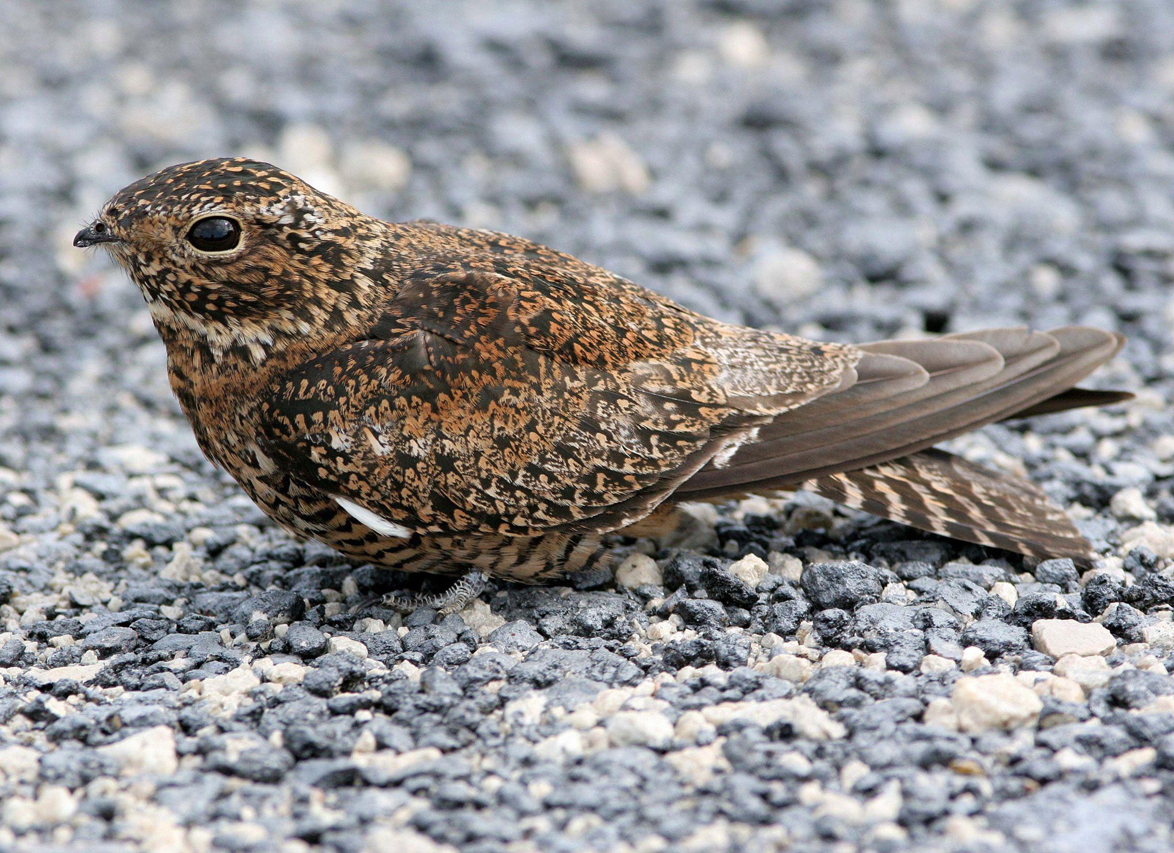 Nighthawk Bird Logo - Antillean Nighthawk | Audubon Field Guide