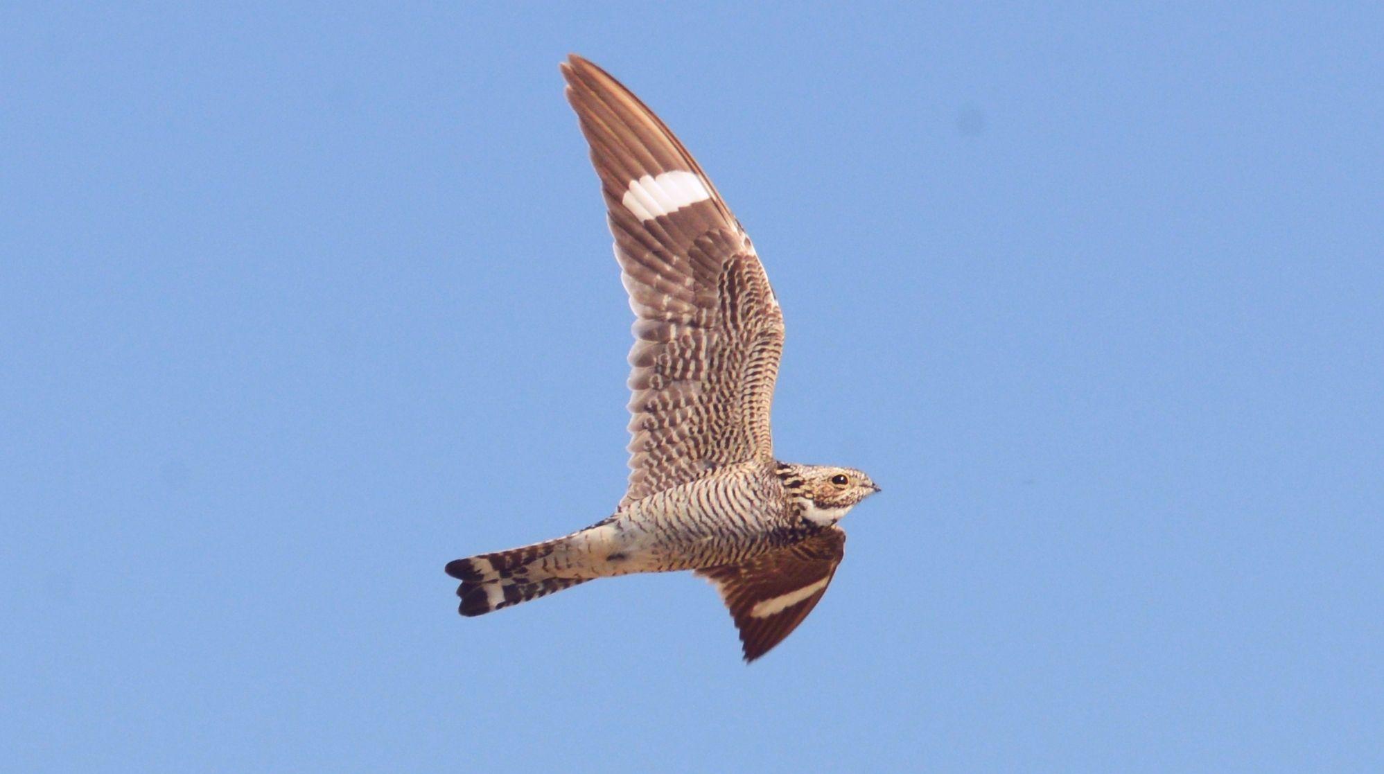 Nighthawk Bird Logo - Bird of the Month August 2018