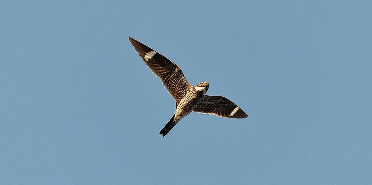 Nighthawk Bird Logo - Spring nighthawks: Acrobats of the bird world | Friends of the ...