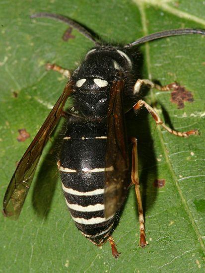 Black and White Hornets Logo - Hornets Nests | Bee Friendly