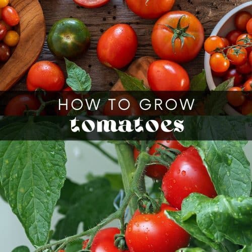 how to grow tomatoes image.