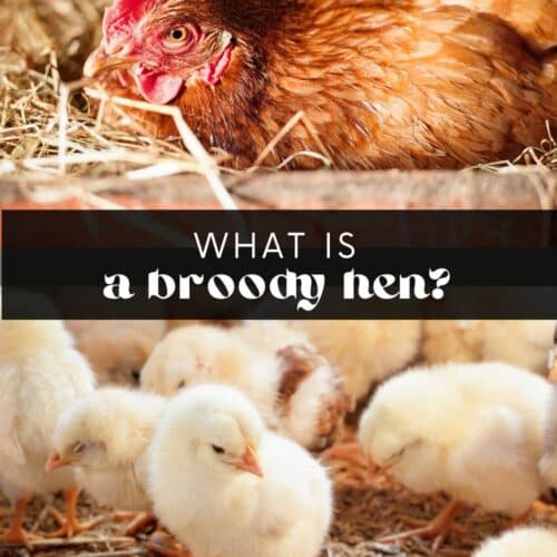 what is a broody hen image.