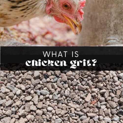 what is chicken grit.