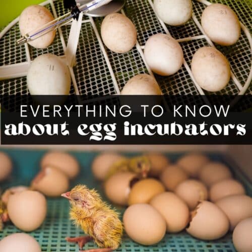 everything to know about egg incubators image.