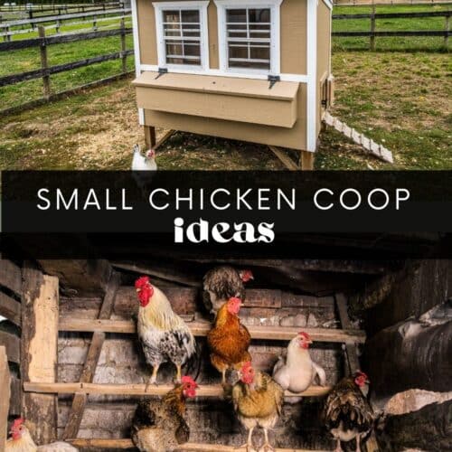 small chicken coop with chicken roosting and text saying small chicken coop ideas.