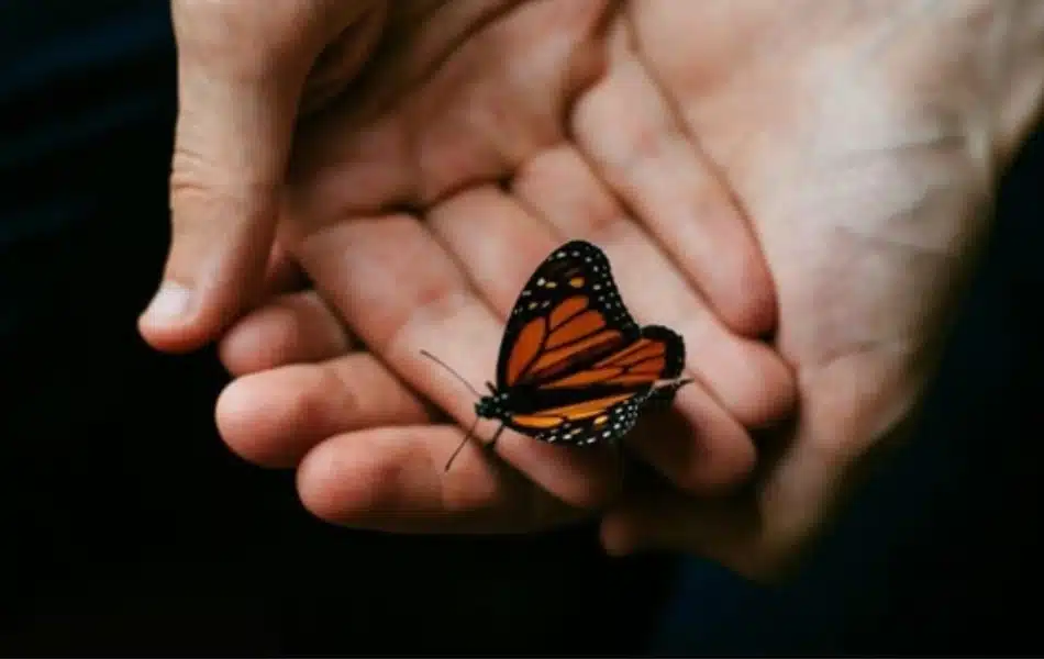 The Butterfly Effect appears in many different areas of life