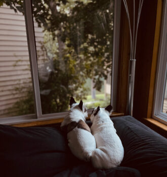 white pied french bulldog brothers lay on the edge of the couch looking out the window to the lake