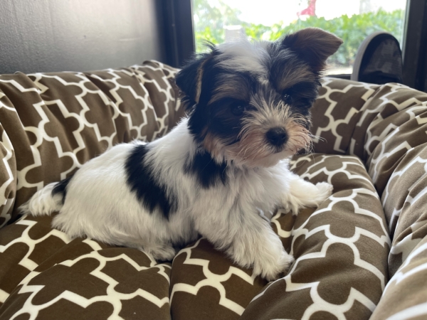 puppies for sale in boca raton