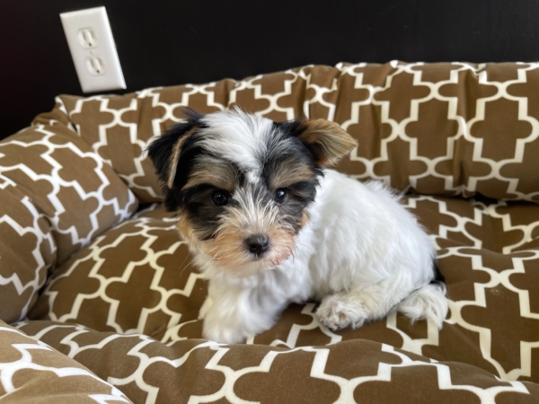 puppies for sale in boca raton