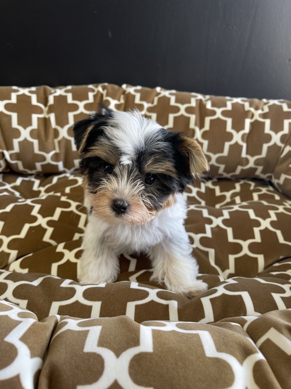 puppies for sale in boca raton