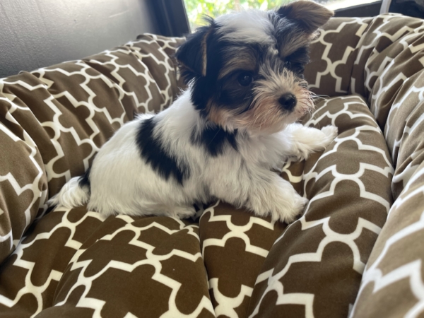 puppies for sale in boca raton