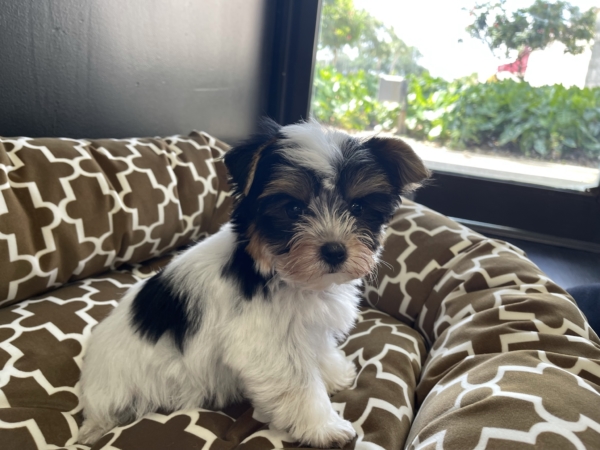 puppies for sale in boca raton