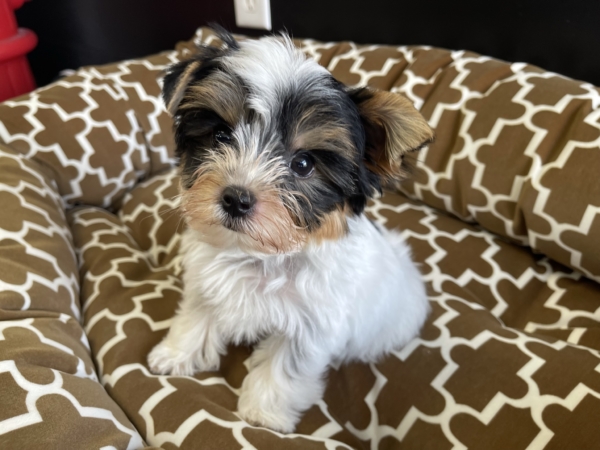 puppies for sale in boca raton