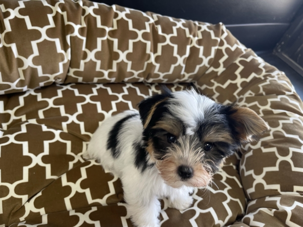 puppies for sale in boca raton