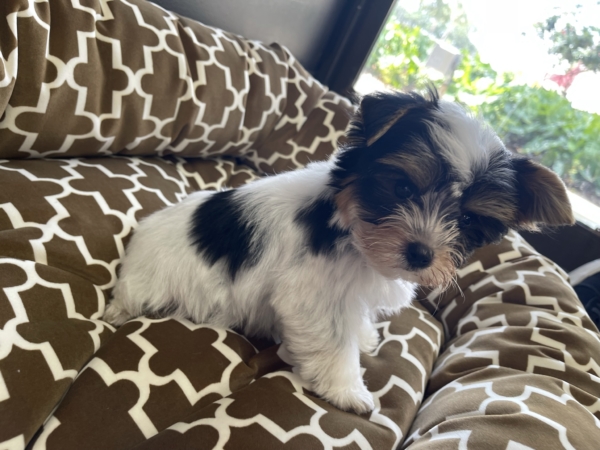 puppies for sale in boca raton