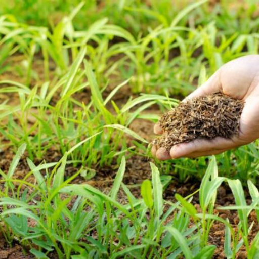 Cheapest Organic Fertilizer: Top Sources for Affordable and Effective ...