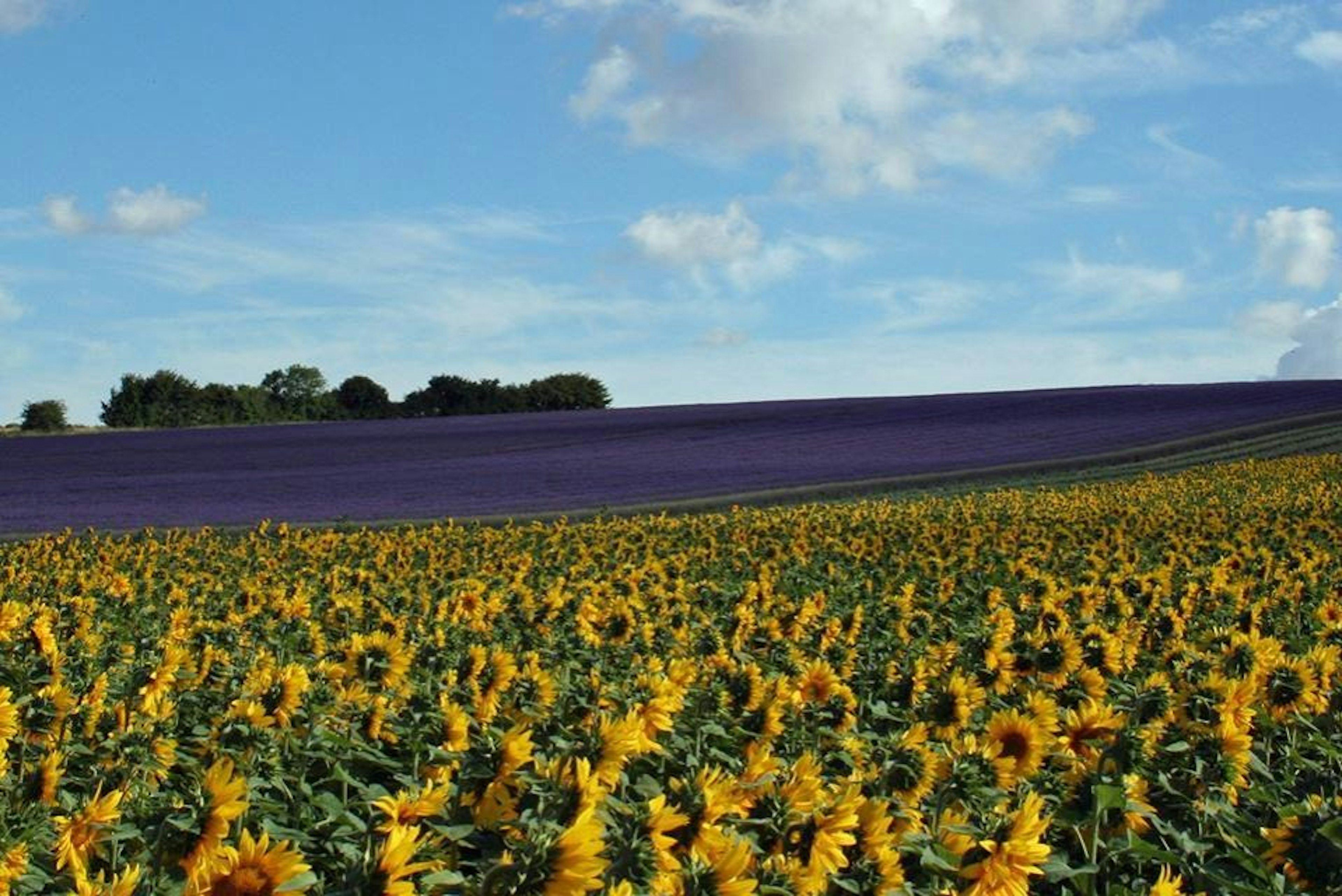 A field of lavender and sunflowers at Hitchin Lavender.jpg