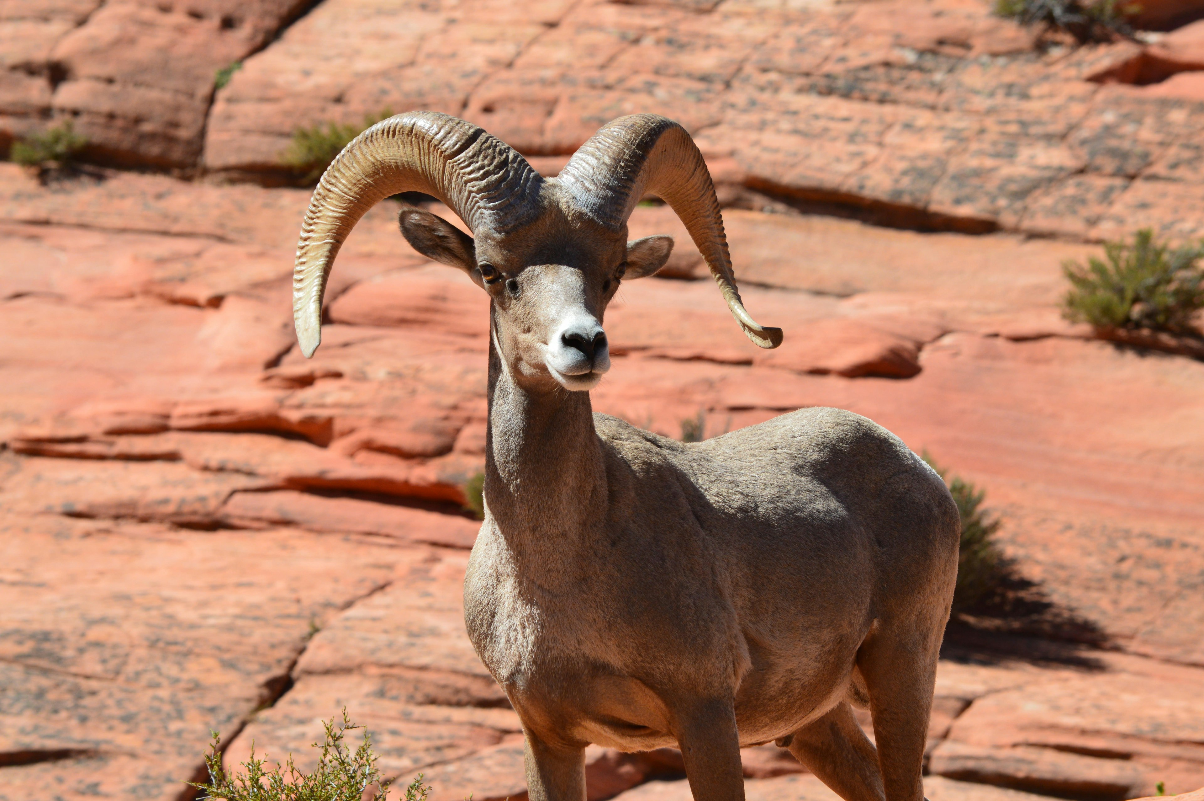 A bighorn sheep in a rocky region of Zion National Park, Utah