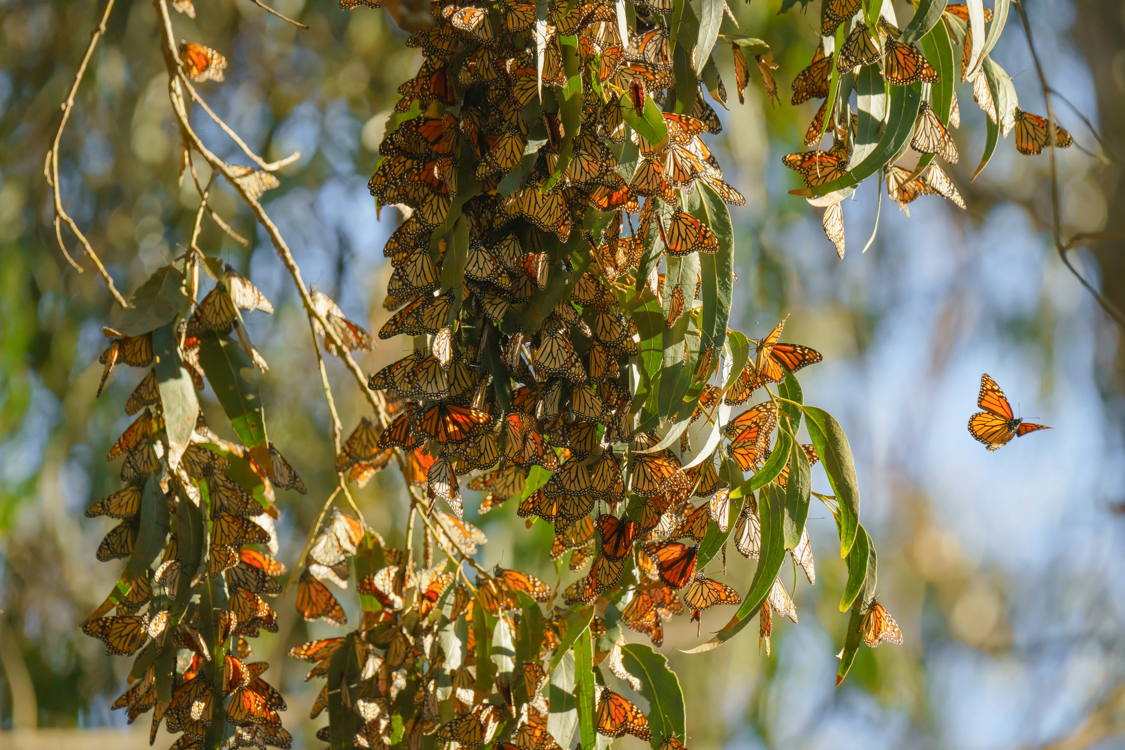 Orange and black butterflies clustered together in one large group on a eucalyptus branch.