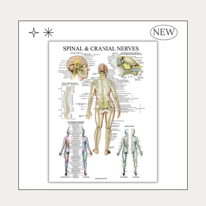 POSTER SPINAL & CRANIAL NERVES | Lazada