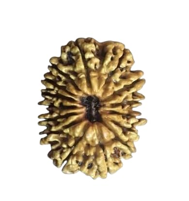 SIDHI VINAYAK STONE Solah Mukhi Rudraksha Superb Round Shaped Original Certified By IGL Lab From Nepal Genuine 16 Mukhi Rudraksha Wth Capping Wear For Men And Women Both