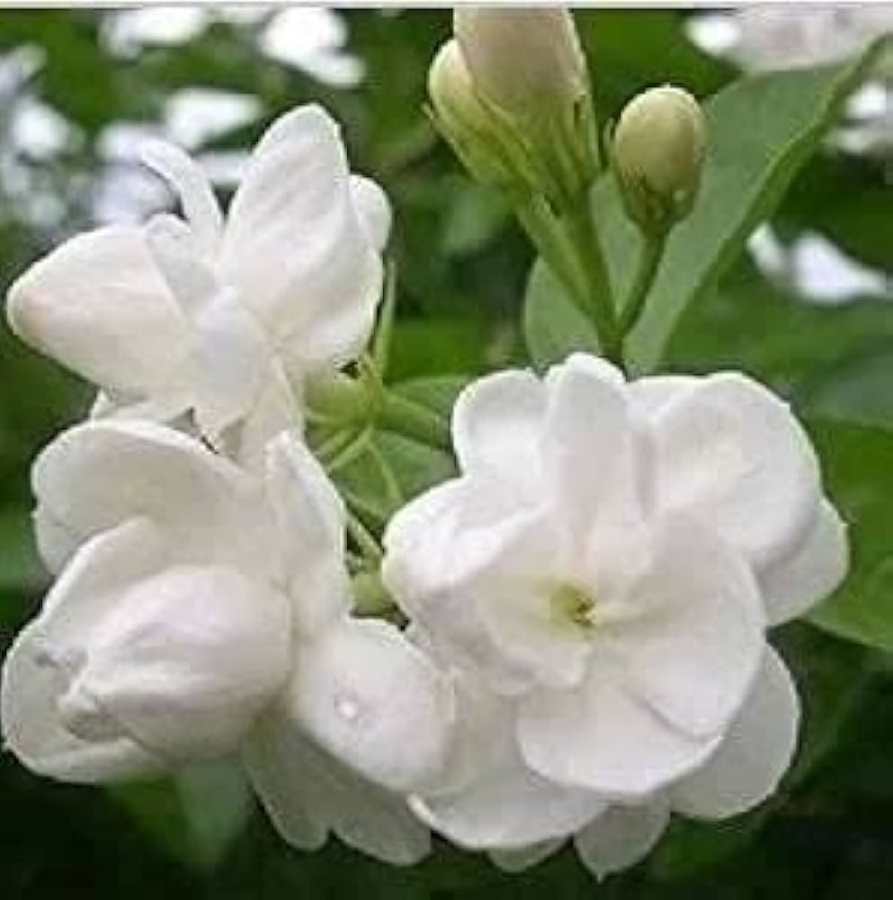 PlantaZee Motia Mogra Flower All Season Flowering Garden Plant ...