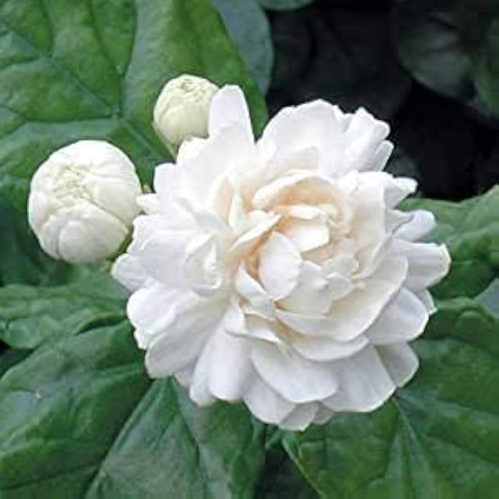 PMK E Store Live White Mogra/Jasminum sambac/Arabian Jasmine ...