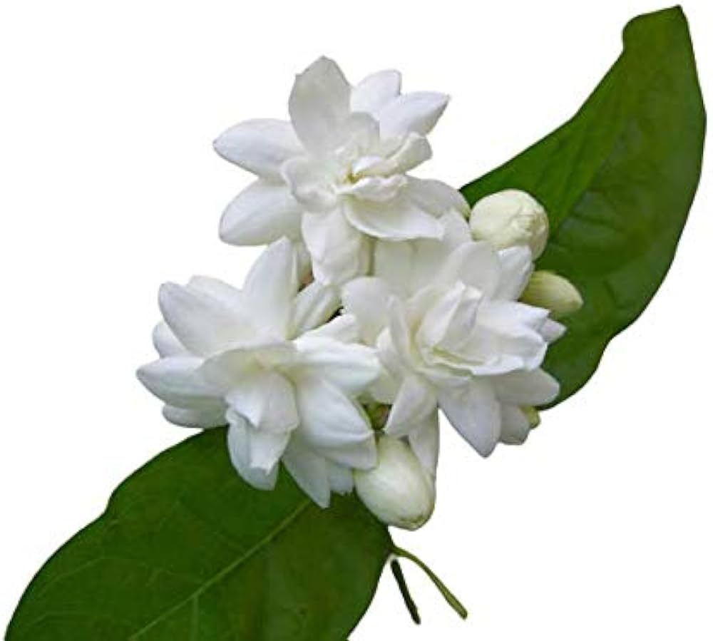 Bharat Herbs Care Arabian Jasmine Mogra Fragrant Flower Plant (1 ...