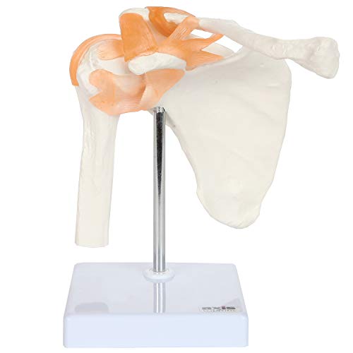 Laerdal 365-00201 Infant IO Leg Model tillescenter Anatomical Models ...