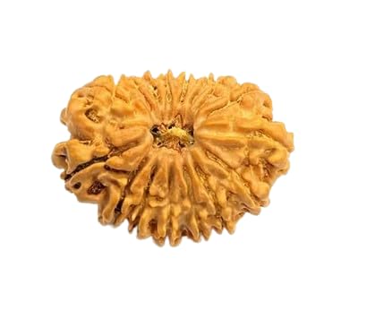 SIDHI VINAYAK STONE Sixteen Face Rudraksha Wear With Silver Pendant From Nepal 16 Mukhi Rudraksha With Capping Certified By IGL Lab Solah Mukhi Rudraksha For Men And Women