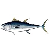 Albacore Tuna Beautiful Fish Decal | Fishing decal for Boat, Car, Vehicle, Truck Etc. | Waterproo...