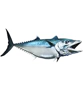 King Mackerel Beautiful Fish Decal | Fishing Decal for Boat, Car, Vehicle, Truck Etc. | Waterproo...