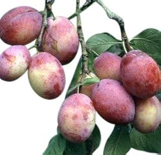 Garden Market Place Dwarf Patio Fruit Tree- Plum- Variety Victoria - Approx 75cms Tall -