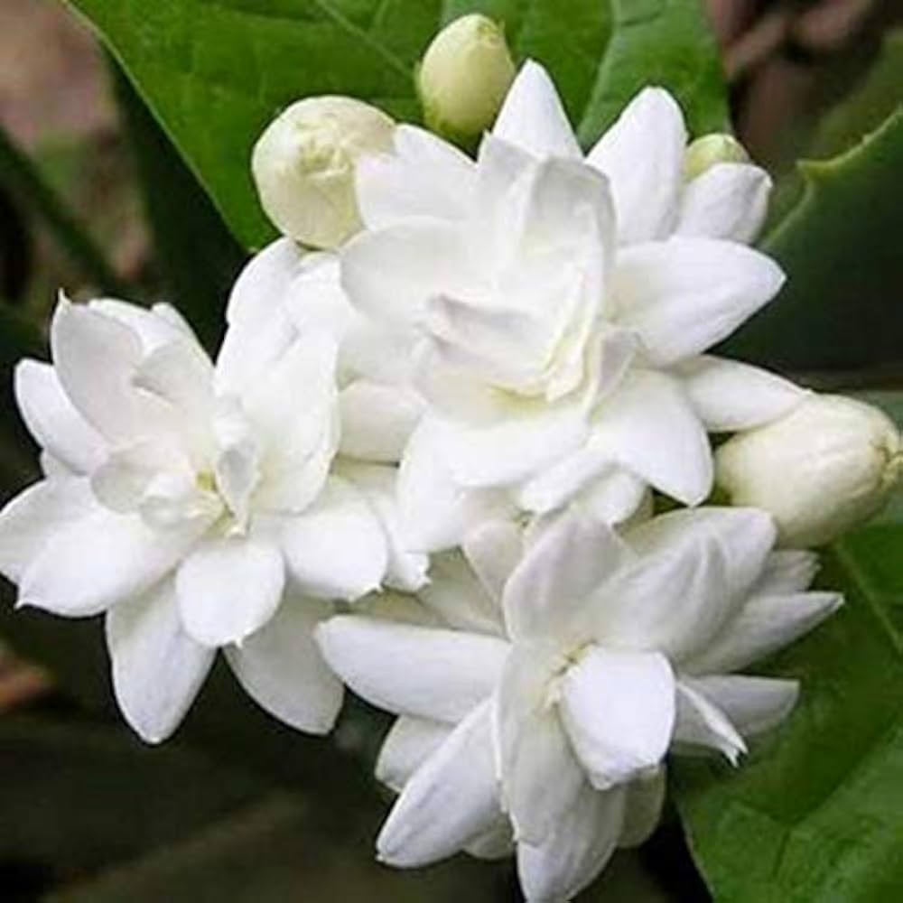 Bharat Herbs Care Arabian Jasmine Mogra Fragrant Flower Plant (1 ...